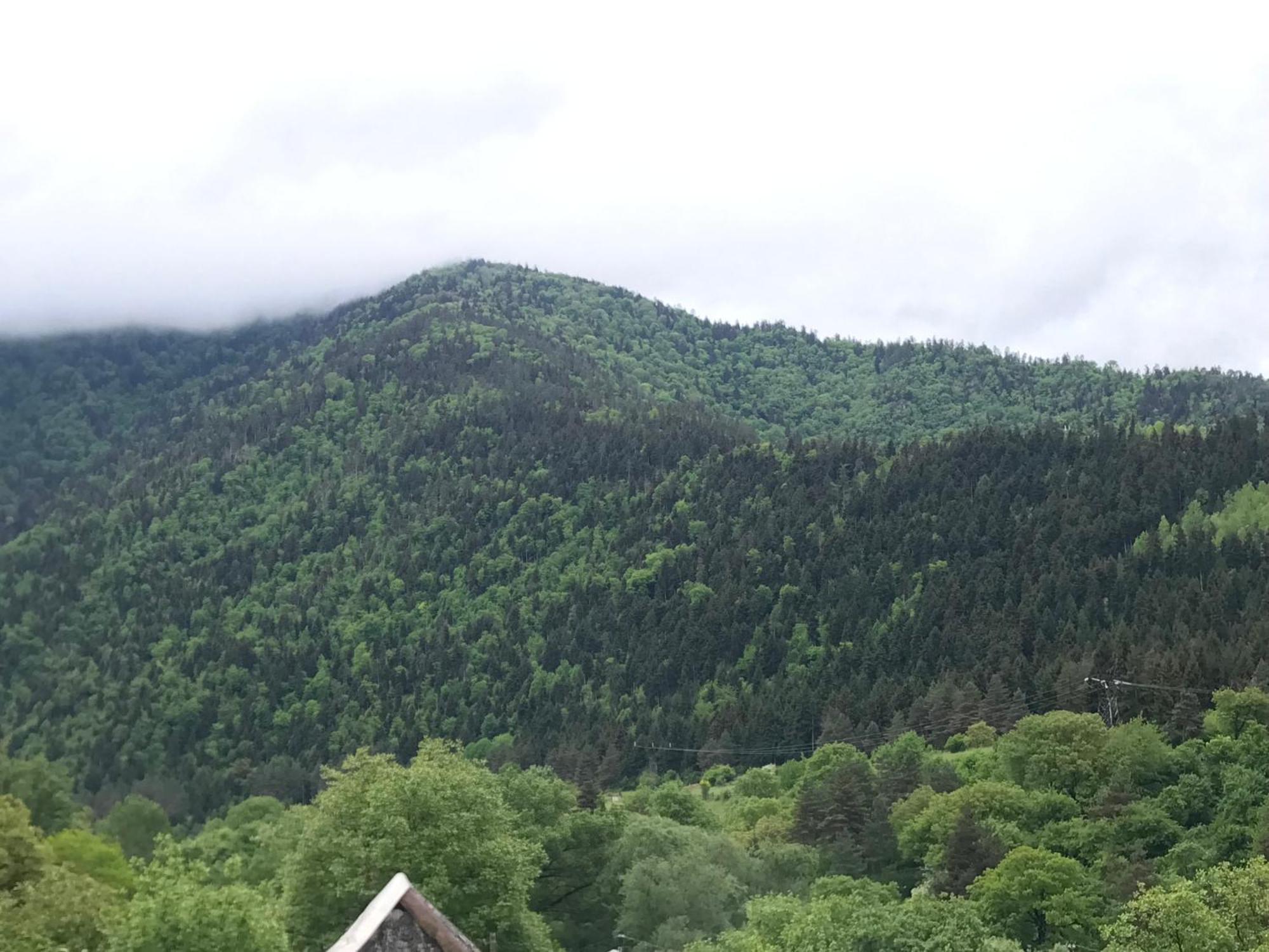 Zviad Guest House Borjomi Exterior photo